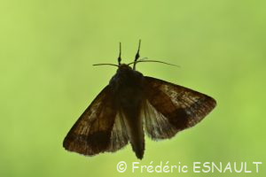 Chrysographe (Pyrrhia umbra)