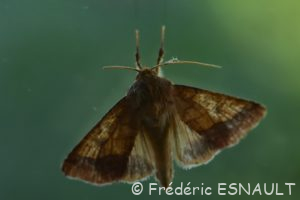 Chrysographe (Pyrrhia umbra)