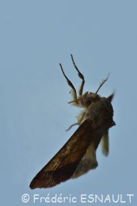 Chrysographe (Pyrrhia umbra)