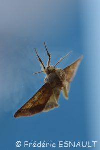 Chrysographe (Pyrrhia umbra)