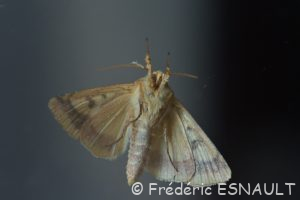 Chrysographe (Pyrrhia umbra)
