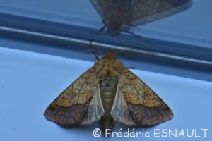 Chrysographe (Pyrrhia umbra)