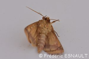 Chrysographe (Pyrrhia umbra)