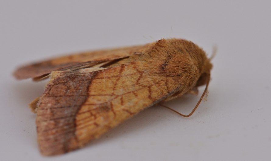Nouveauté : Chrysographe (Pyrrhia umbra)