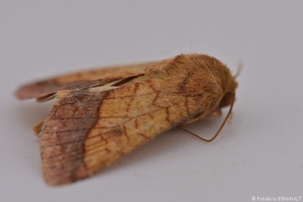 Chrysographe (Pyrrhia umbra)