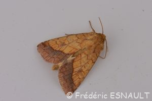 Chrysographe (Pyrrhia umbra)