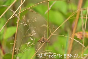 Pyrale des buissons (Pyrausta despicata)
