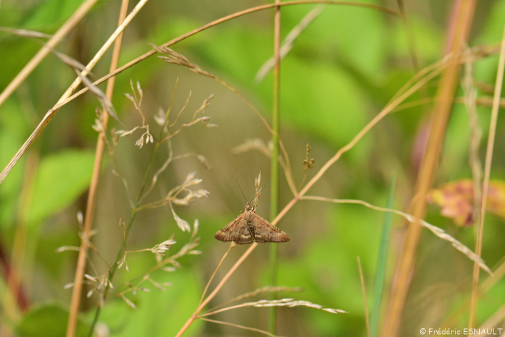 Pyrale des buissons (Pyrausta despicata)
