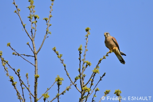 Faucon crécerelle (Falco tinnunculus)
