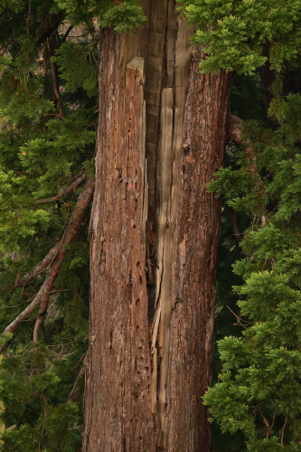Séquoia géant (Sequoiadendron giganteum