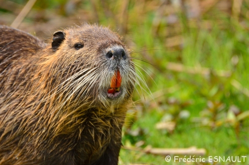 Ragondin (Myocastor coypus)