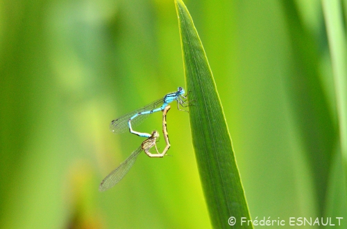 Agrion porte-coupe (Enallagma cyathigerum)
