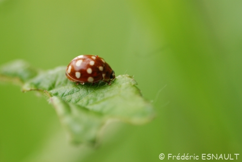 Coccinelle à quatorze points (Calvia quatuordecimguttata)