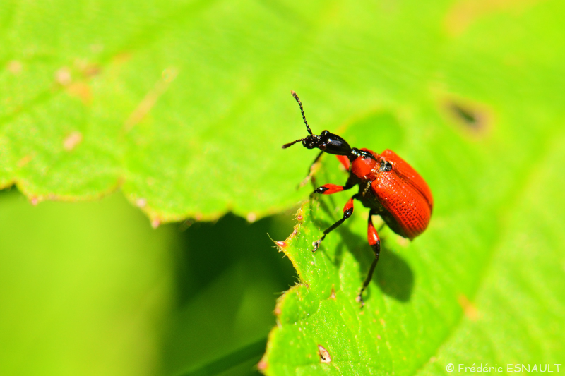 Apodère du noisetier (Apoderus coryli)