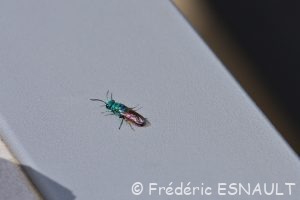 Guêpe coucou, Chryside enflammée (Chrysis ignita)
