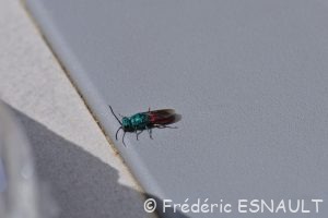 Guêpe coucou, Chryside enflammée (Chrysis ignita)