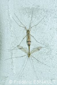 Tipule à quatre tache (Nephrotoma quadrifaria)