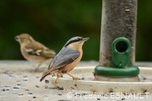 Sitelle torchepot (Sitta europaea)