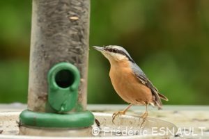 Sitelle torchepot (Sitta europaea)