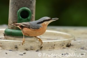 Sitelle torchepot (Sitta europaea)