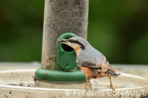 Sitelle torchepot (Sitta europaea)