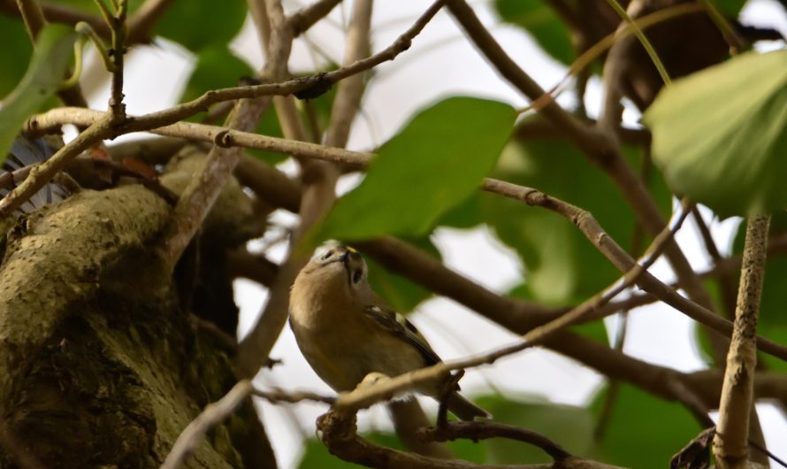 WE ornitho Février 2026