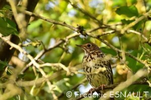 Grive musicienne (Turdus philomelos)