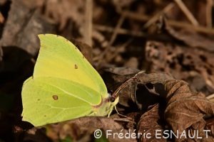 Citron (Gonepteryx rhamni)