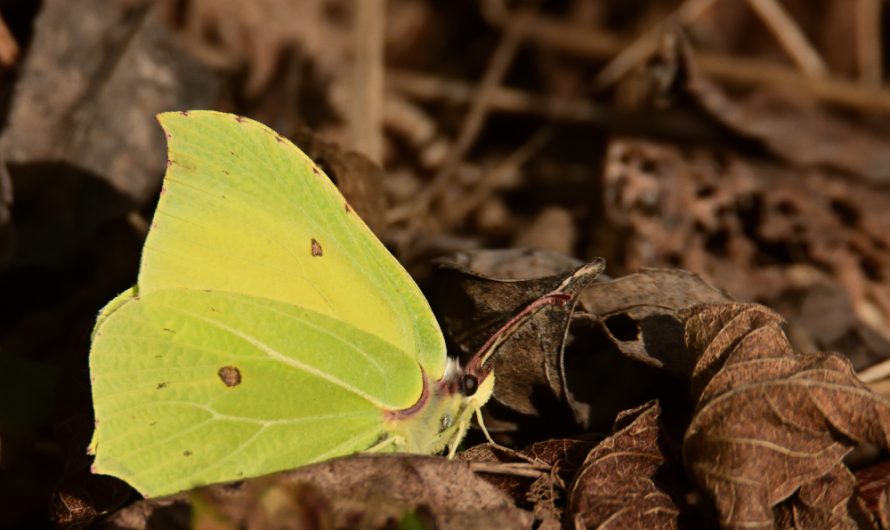 Nouveauté : Citron (Gonepteryx rhamni)