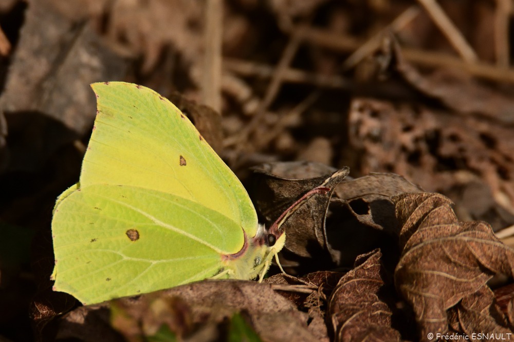 Citron (Gonepteryx rhamni)