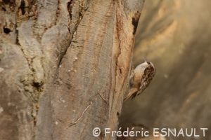 Grimpereau des jardins (Certhia brachydactyla)