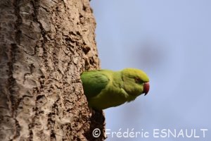 Perruche à collier (Psittacula krameri)