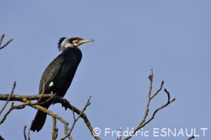 Cormoran commun (Phalacrocorax carbo)