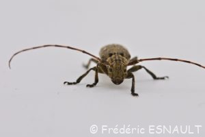 Lamie écorce de chêne (Mesosa nebulosa)