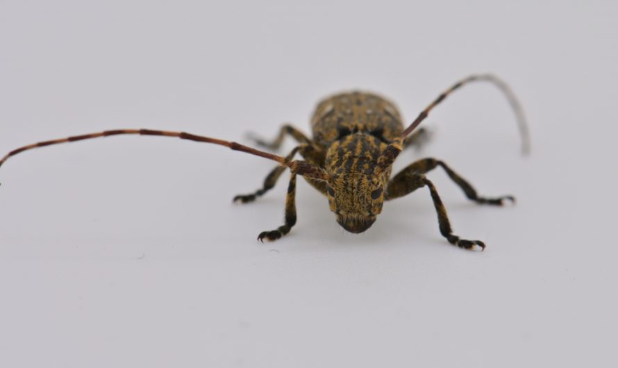 Nouveauté : Lamie écorce de chêne (Mesosa nebulosa)