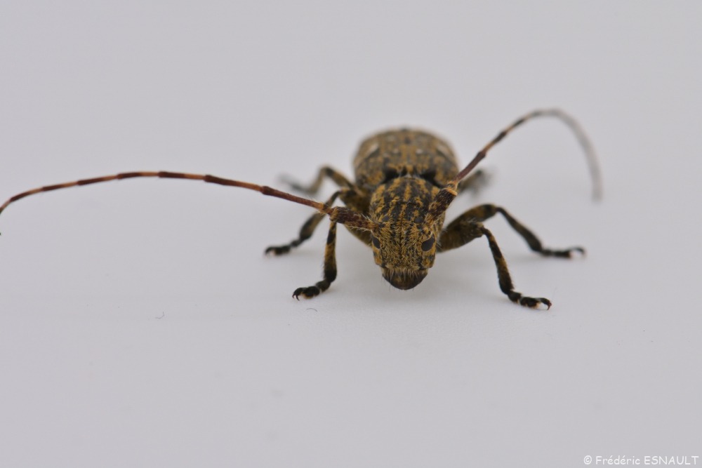 Lamie écorce de chêne (Mesosa nebulosa)