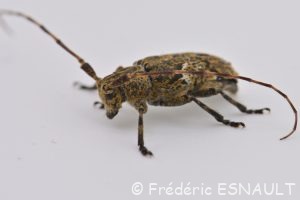 Lamie écorce de chêne (Mesosa nebulosa)