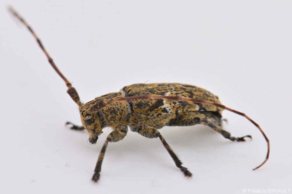 Lamie écorce de chêne (Mesosa nebulosa)
