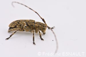 Lamie écorce de chêne (Mesosa nebulosa)