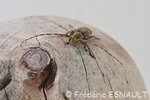 Lamie écorce de chêne (Mesosa nebulosa)