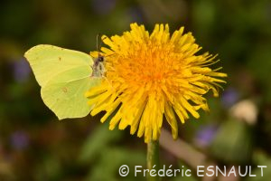 Citron (Gonepteryx rhamni)