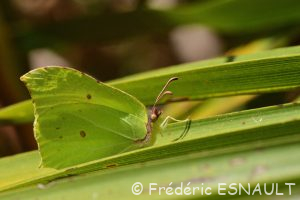 Citron (Gonepteryx rhamni)