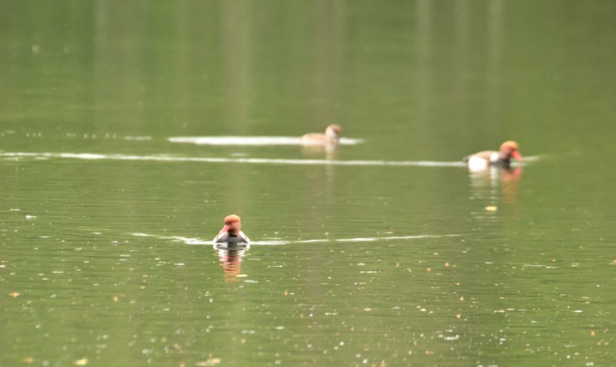 WE ornitho Avril 2026