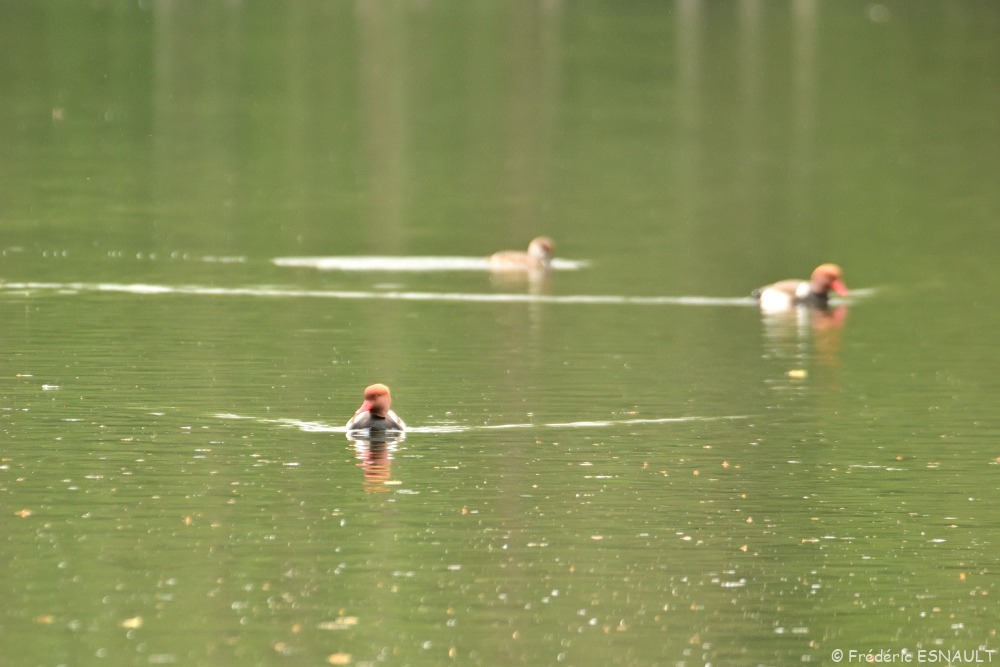 Nette rousse (Netta rufina)