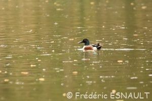 Canard souchet (Anas clypeata)