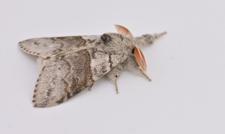 Nouveauté : Orgie pudibonde (Calliteara pudibunda)