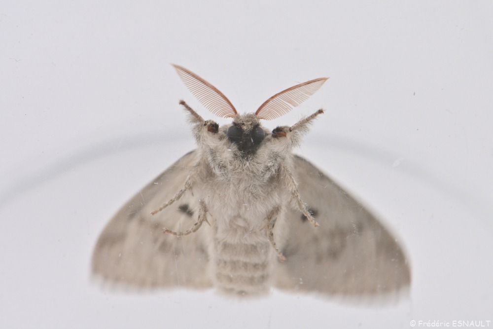 Orgie pudibonde (Calliteara pudibunda)