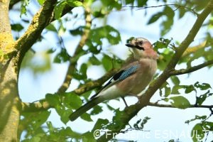 Geai des chênes (Garrulus glandarius)