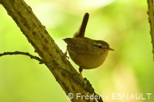 Troglodyte mignon (Troglodytes Troglodytes)