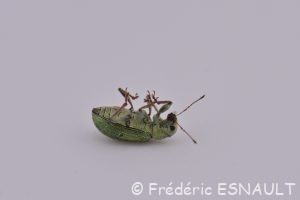 Pachyrhinus de Lethierry (Pachyrhinus lethierryi)